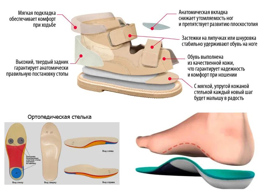 Нога имеет плоскую ползательную подошву