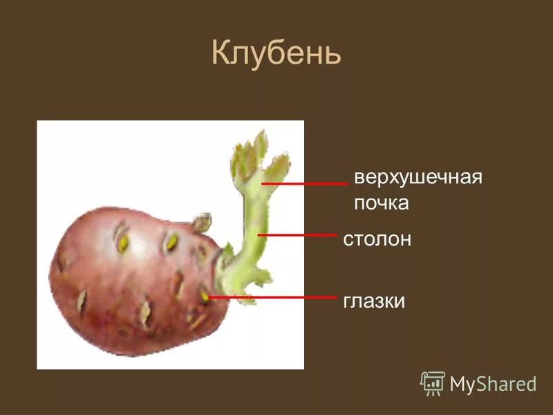 Какого расположение глазок на клубне картофеля Картофель свежий сорт Барон Клычников Н.И., ИП