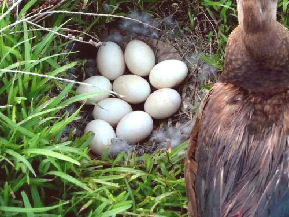 Инкубационное яйцо индоутки. Инкубационное яйцо мускусной утки. Индоутка яйца. Индоутка ~ 2кг.