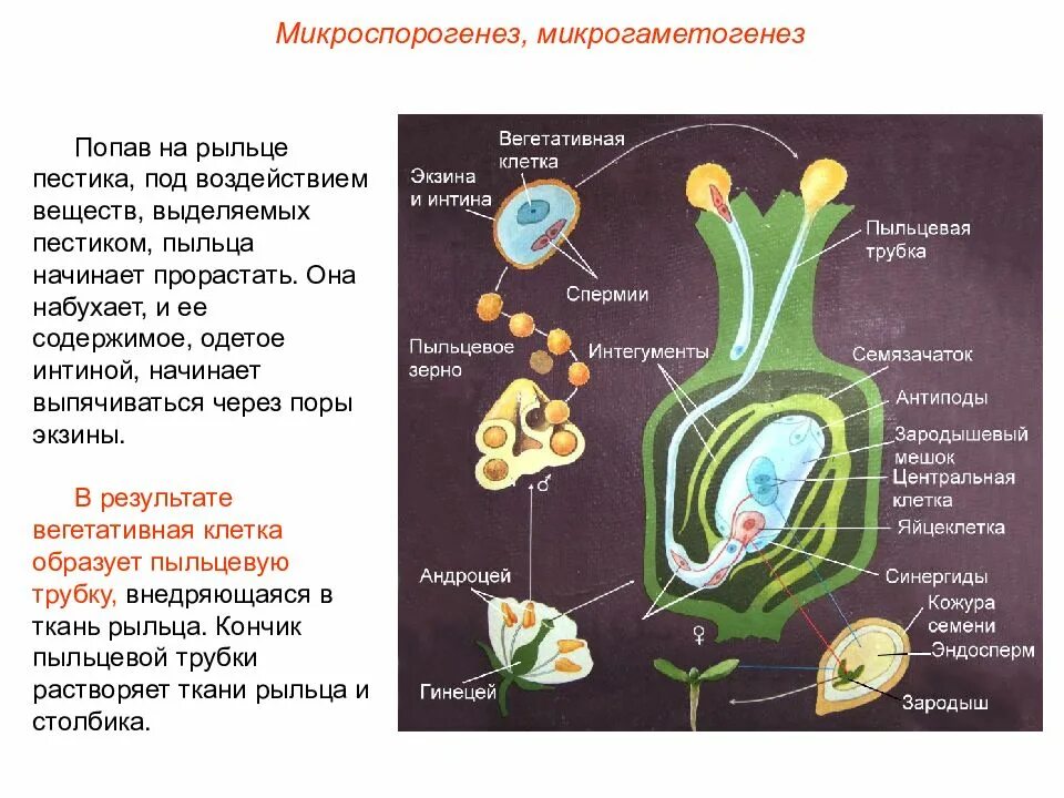 Эндосперм образуется в результате. Механизм двойного оплодотворения у цветковых растений. двойное оплодотворение 1898. характеристика двойного оплодотворения у покрытосеменных. семенная кожура у цветковых растений образуется из.
