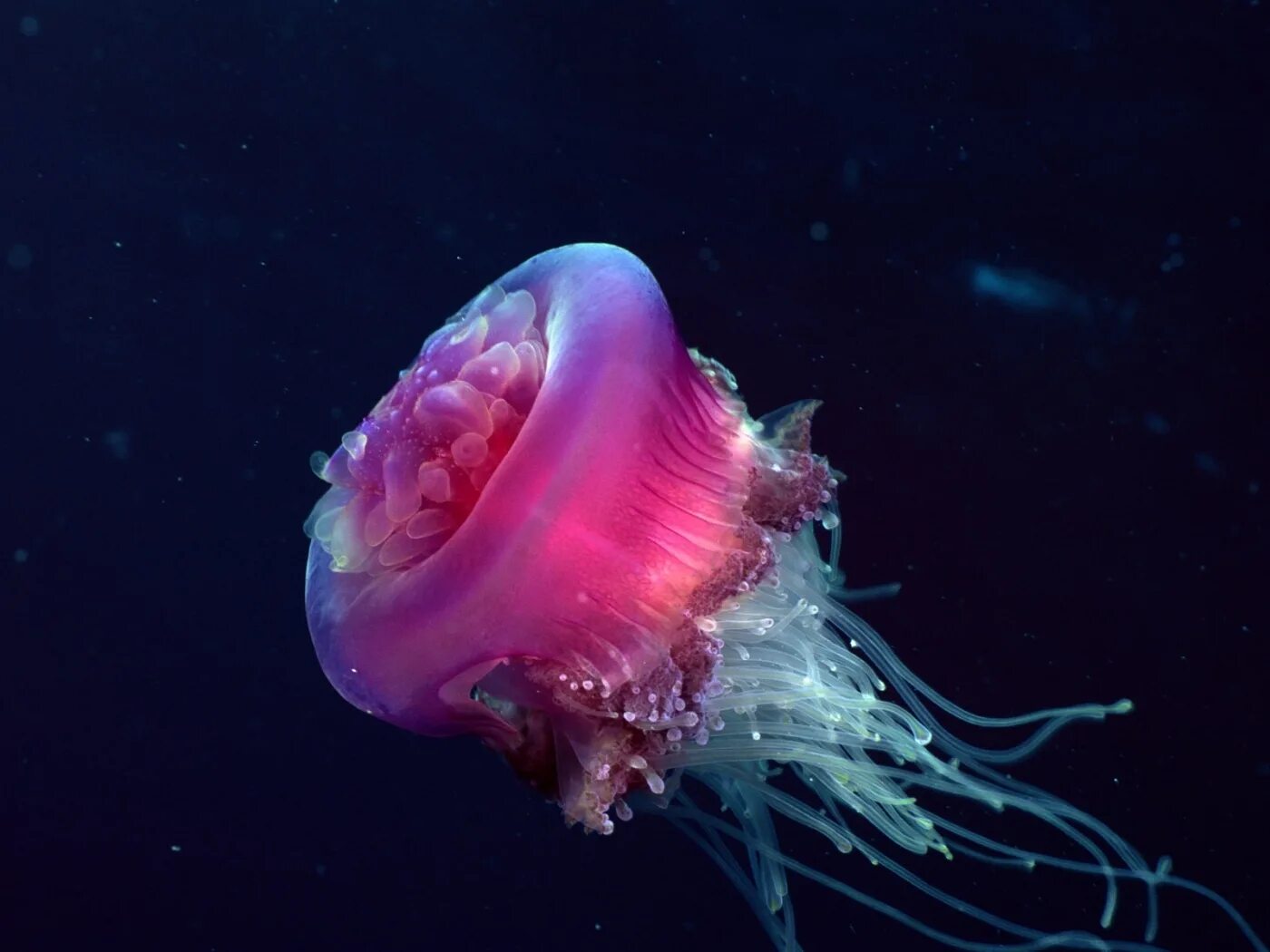 Медуза фото. Scyphozoa Сцифоидные медузы. Сцифоидные Кишечнополостные. Гидроидные актиния. Пурпурополосая медуза.