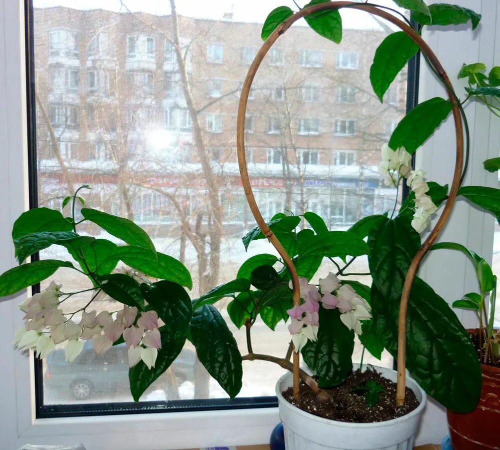 Клеродендрум уход обрезка. Клеродендрум томпсона отростки. черенки клеродендрума томпсона. клеродендрум куст. клеродендрум вьется.