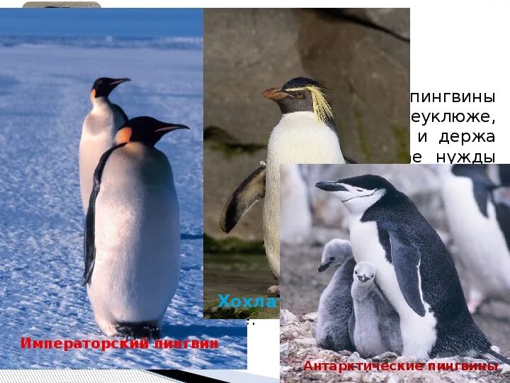 Внутреннее строение пингвина. Строение пингвина. внешнее строение пингвина. строение тела пингвина.