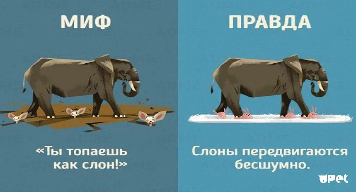 Мифы и правда о животных. Миф правда. Слоны тихо ходят. Миф и правда животные. Топает топает глупый