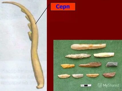 Орудие труда для срезания колосьев