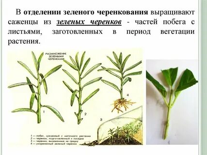 Как черенковать флоксы летом пошаговая инструкция