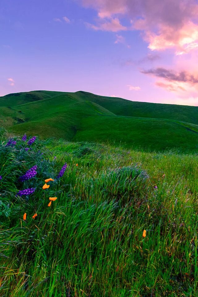 В каком зеленом луге. Красивые Луга. Зеленые Луга. Красивый зеленый луг. Райский луг.