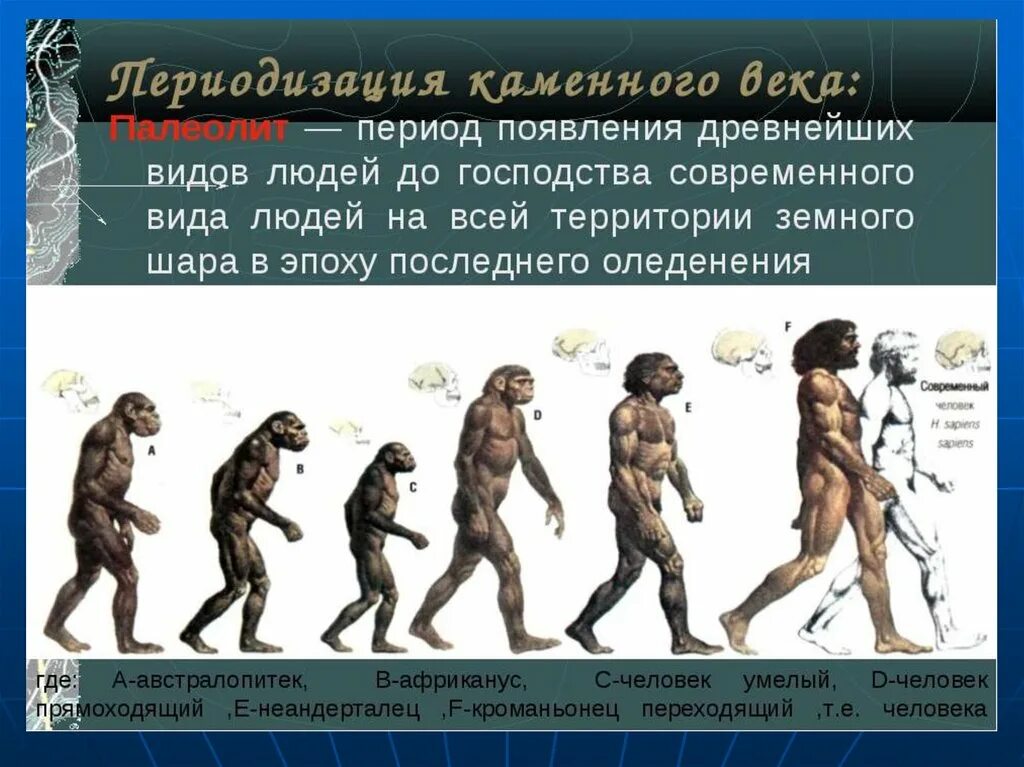 Сколько лет человечеству. Эпоха появления человека. Этапы развития древнего человека. Этапы развития первобытного человека. Люди эпохи палеолита.