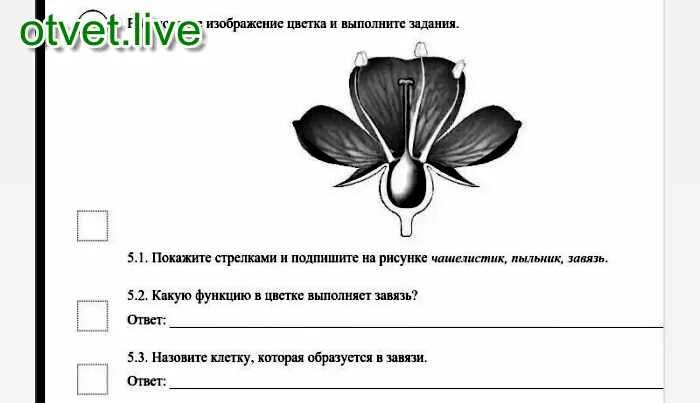 Завязь функция 6 класс. Что образуется в завязи цветка. Клетка обопзующаяся взавязи. Назвать клетку которая образуется в завязи. Клетка которая образуется в завязи у цветка.