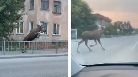 Заяц перескочил через дорогу