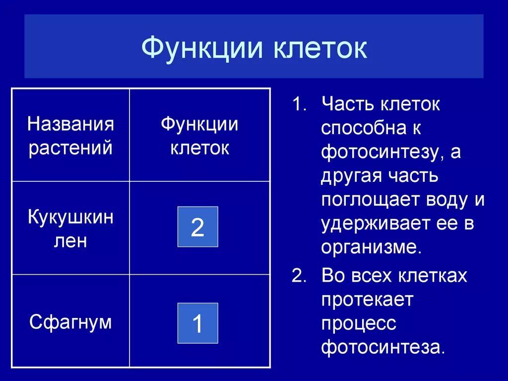 Что такое клетка какую функцию она выполняет