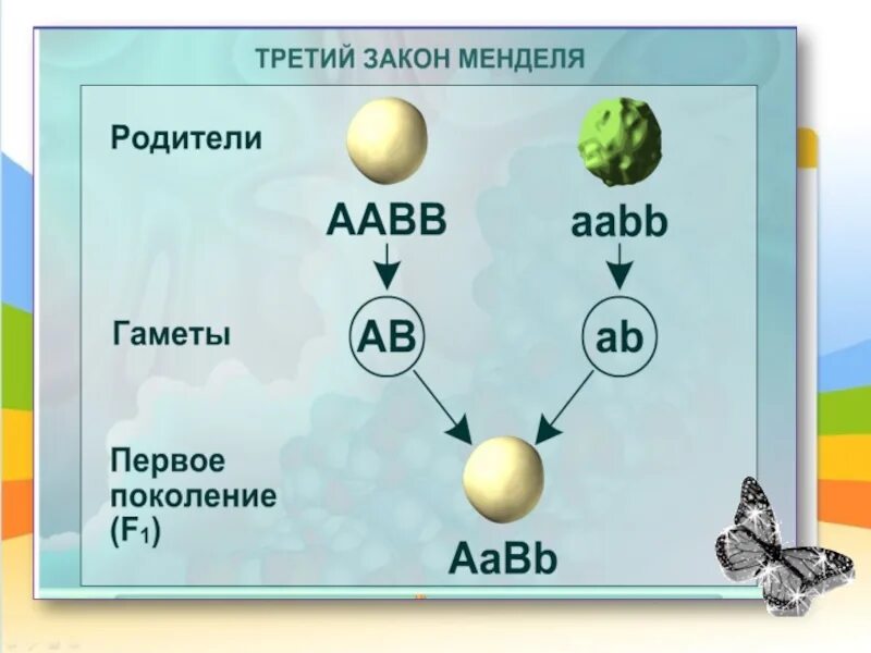 Схемы скрещивания законы Менделя. Иллюстрация третьего закона Менделя. Схема скрещивания 3 закона Менделя. Первый и второй закон Менделя схема.