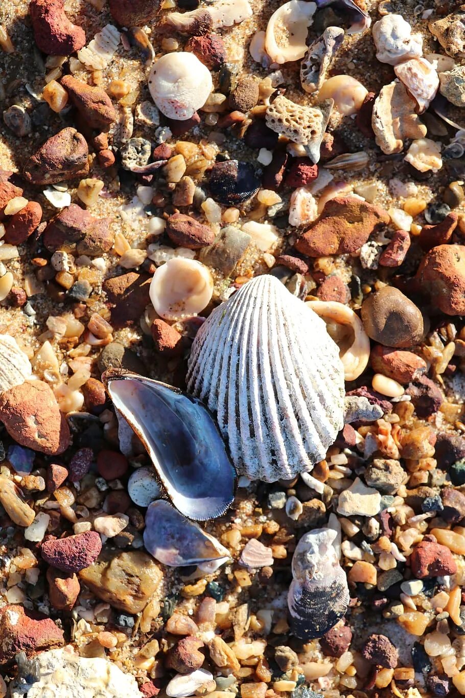 Seashell Лоо. Ракушки морские. Ракушки из моря. Редкие ракушки. Где взять ракушки