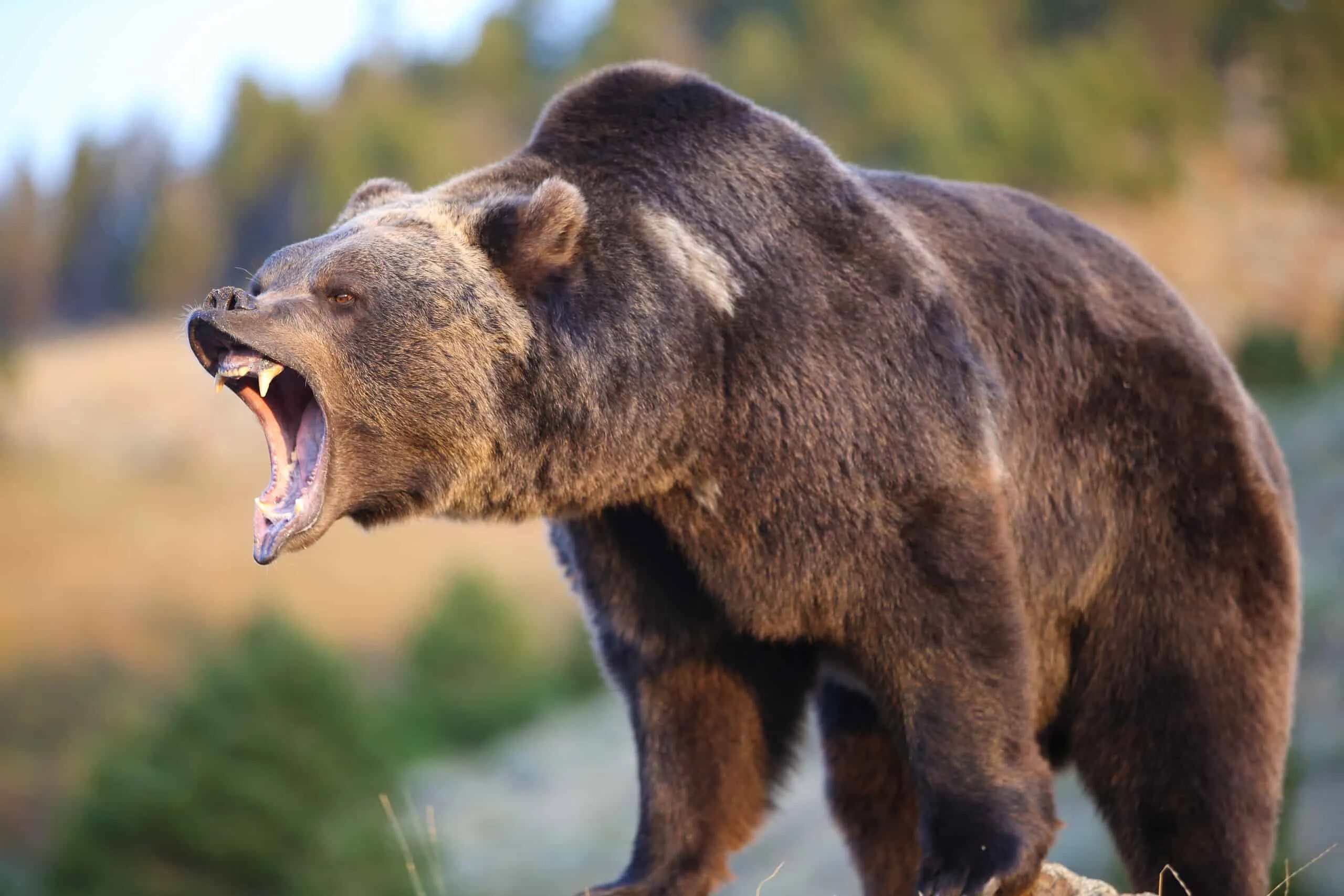 Make the bear