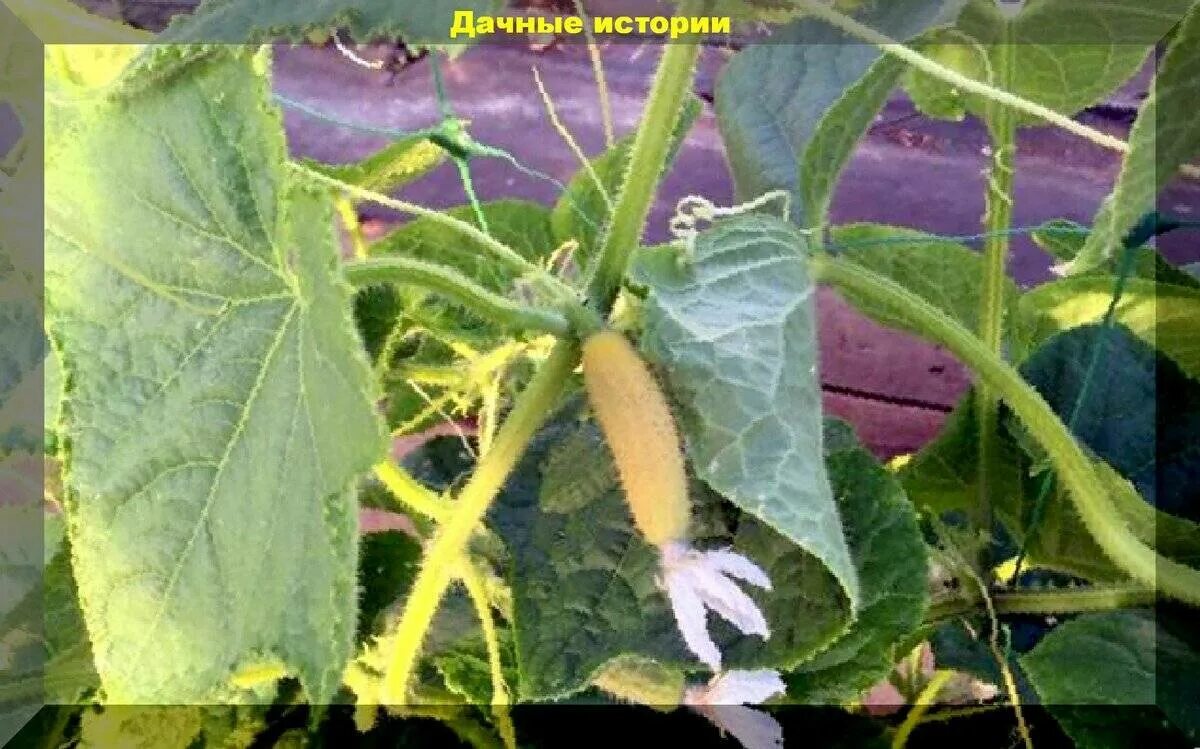 Края листьев у огурцов желтеют что делать