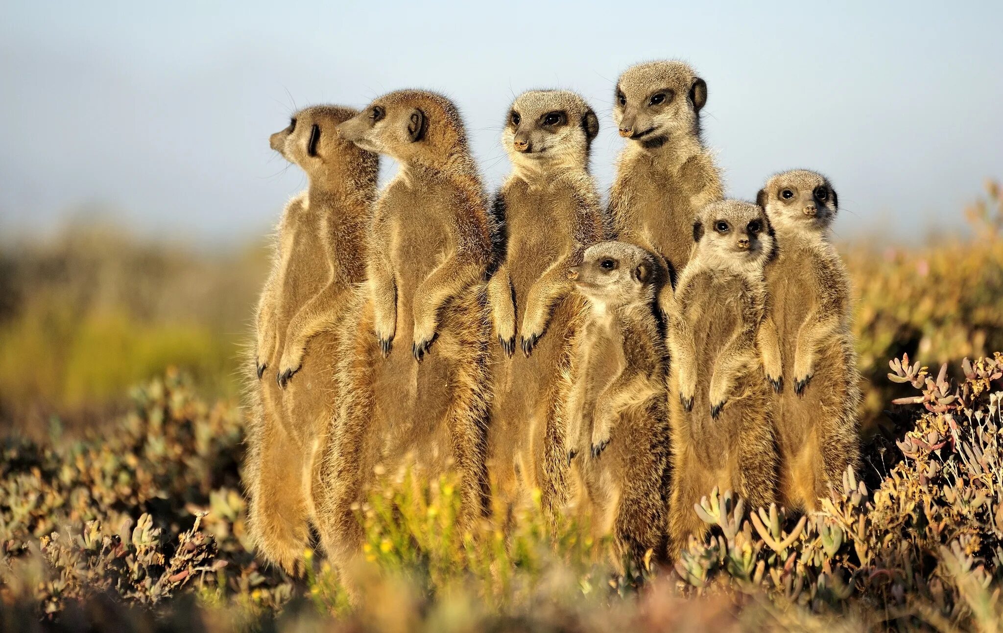 Популяция сусликов. Meerkat сурикат. Южноафриканский сурикат. Сурикаты фото. Сурикат в саванне.