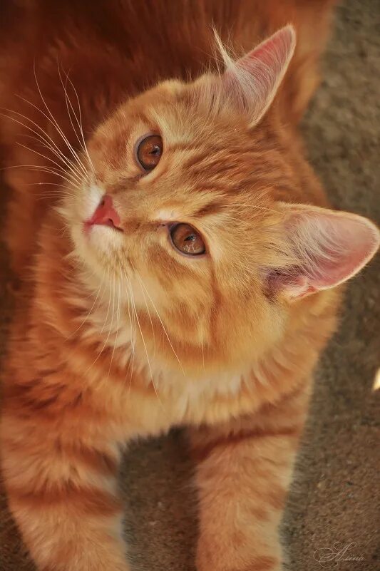 Рыжик кот. Кот Максик. Картинки кот Рыжик. Рыжики коты фото. Котик рыжик