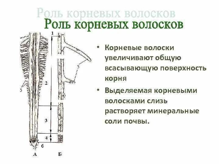 Какую функцию выполняют волоски у растений