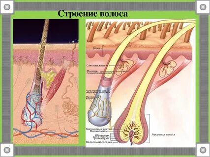 Волосяная луковица волосяная фолликула