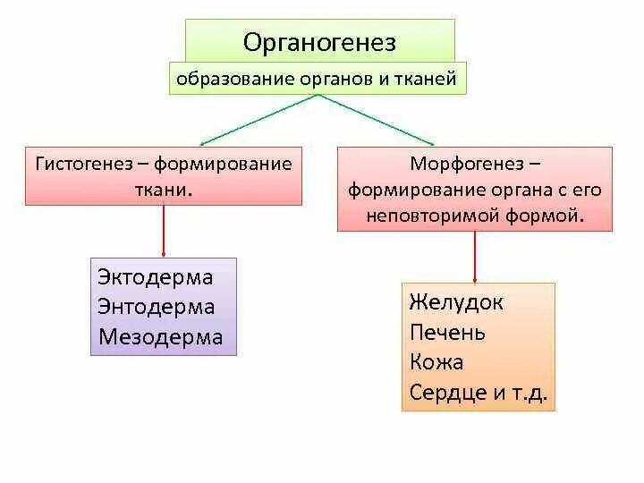 Мозг мезодерма