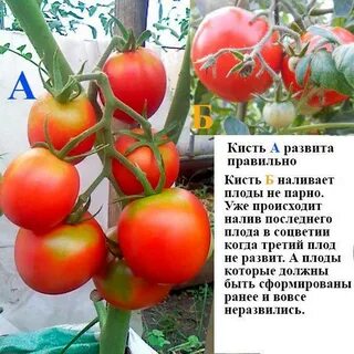Помидор цветет чем подкормить