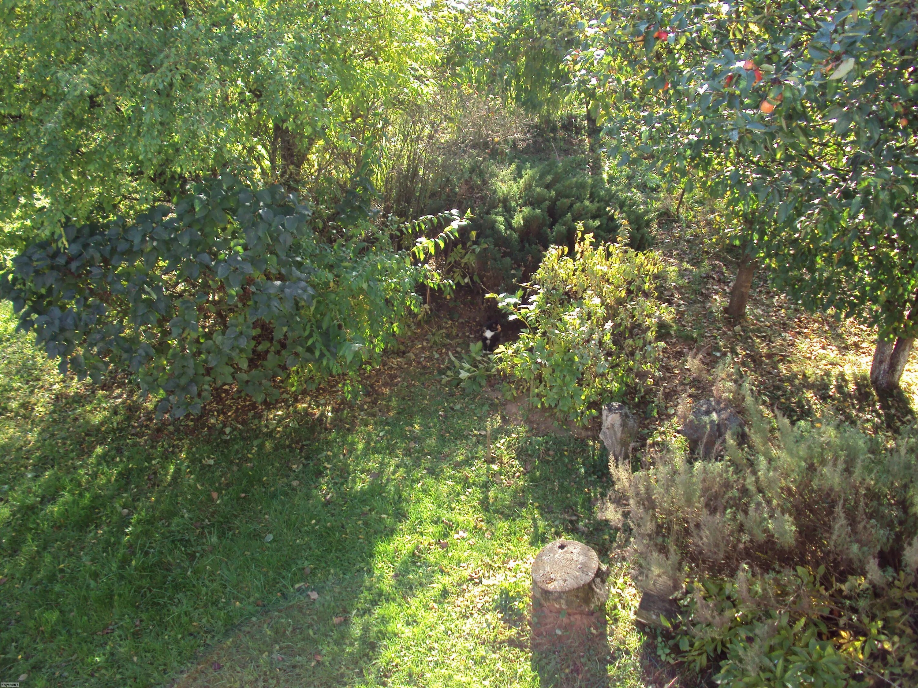 найти кота 4. найди кота. найти кота 4. найди кота. найдите кота на картинке.