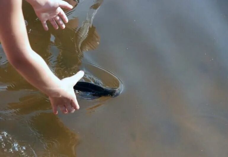 Ловить рыбу в чистой воде во сне. Ловля рыбы руками. Поймать рыбу руками. Ловля рыбы голыми руками. Человек ловит рыбу руками.