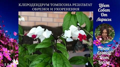 Клеродендрум приметы