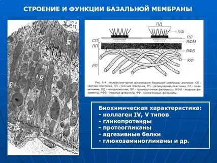 Плотные пластинки