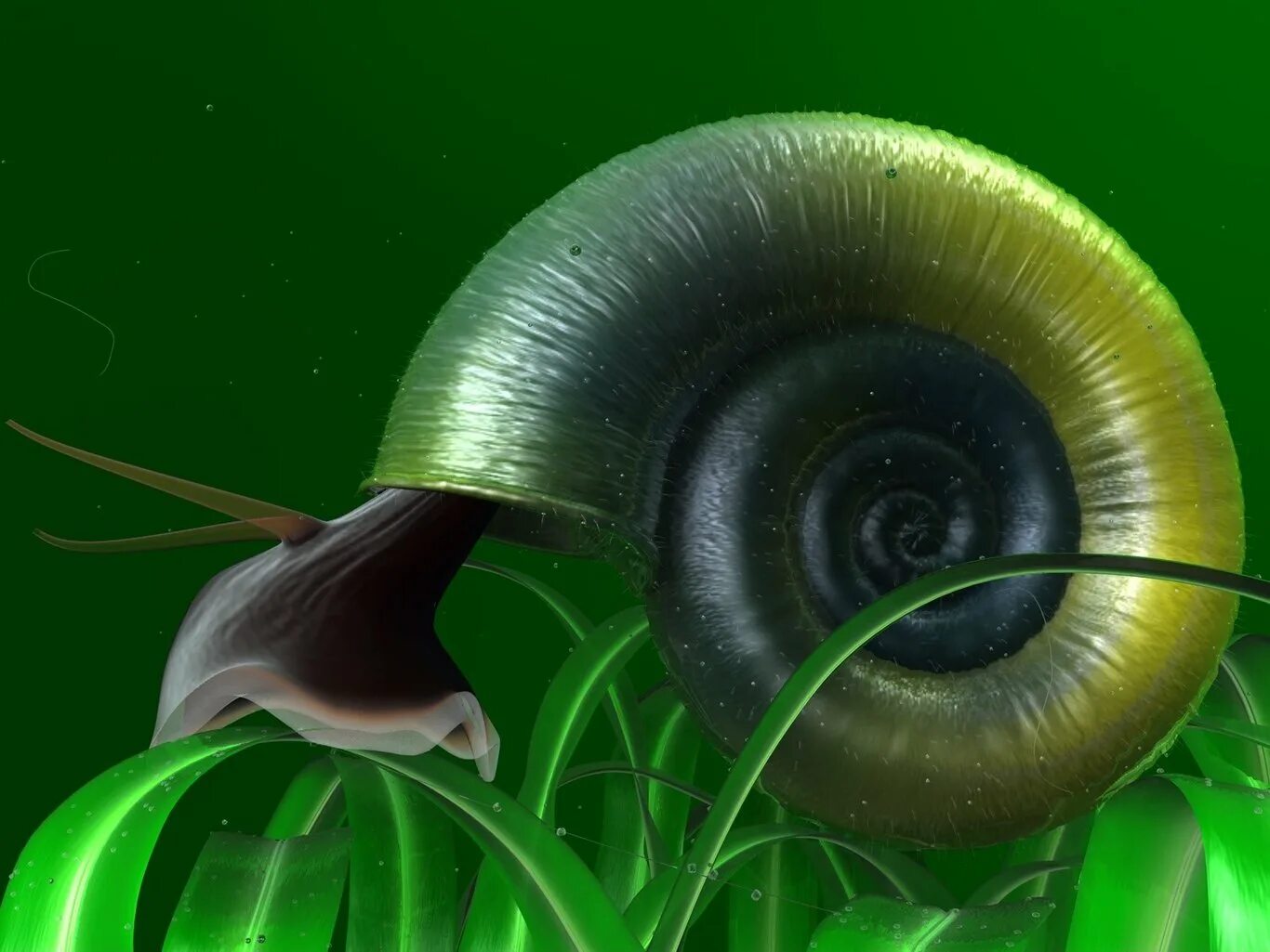 Ramshorn Snail улитка катушка. Аквариумные улитки Бликса. Астролюксы улитки. Эгрегиелла улитка.