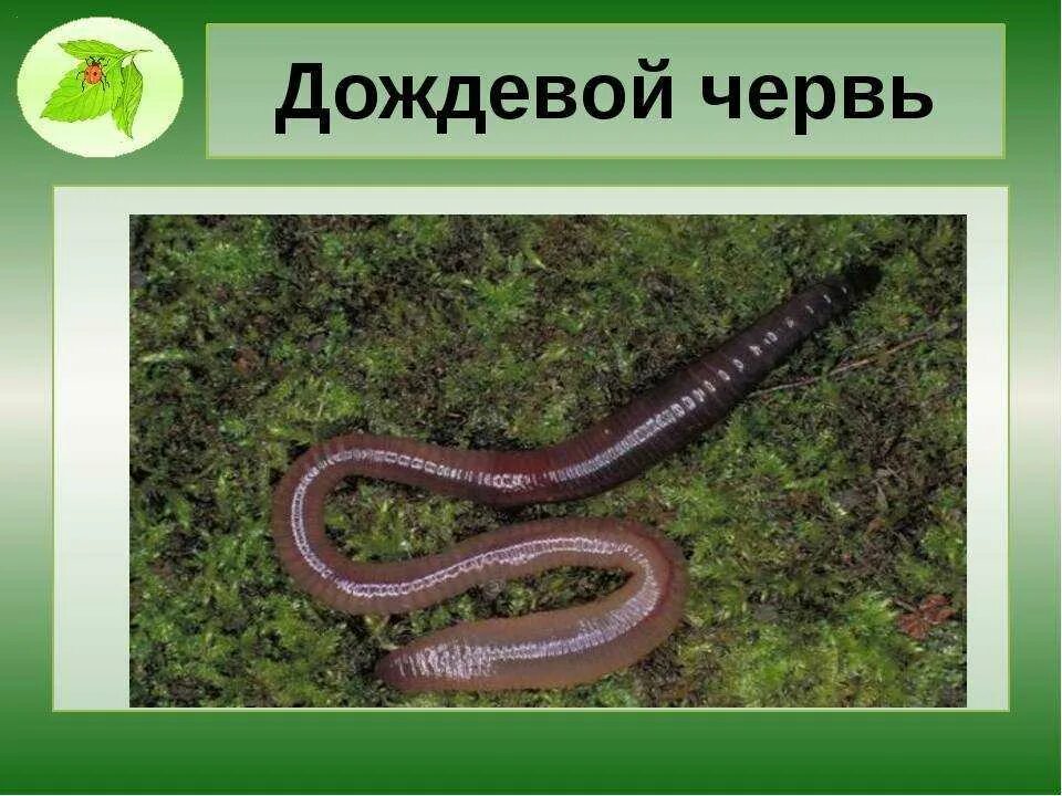 Дождевой червь какая группа животных