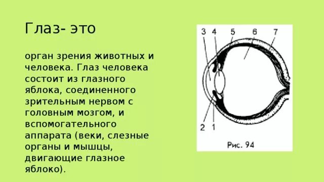глаз и зрение 8 класс. глазков 8 класс. строение человеческого глаза. гдз геометрия 8 класс глазков рабочая тетрадь. алгебра 8 класс тесты.