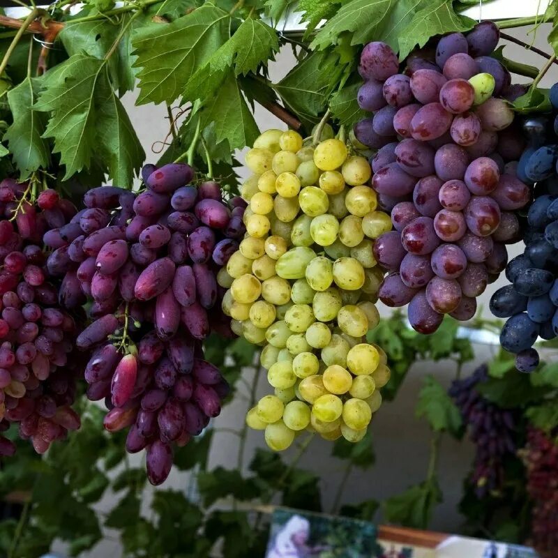 виноград плодовый кодрянка. узум маркет лого. виноград чиллаки. узум насия. узум товары.