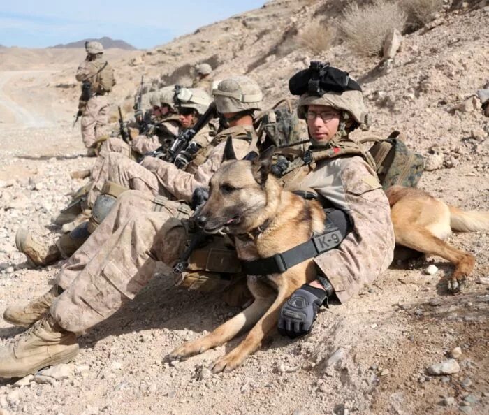 Боевые собака армии. Ак 12 ратник. Army 69. Военная собака. Снегоход брп 800 69 yeti army 800e-tec.