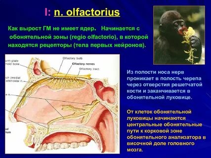 Полость зона
