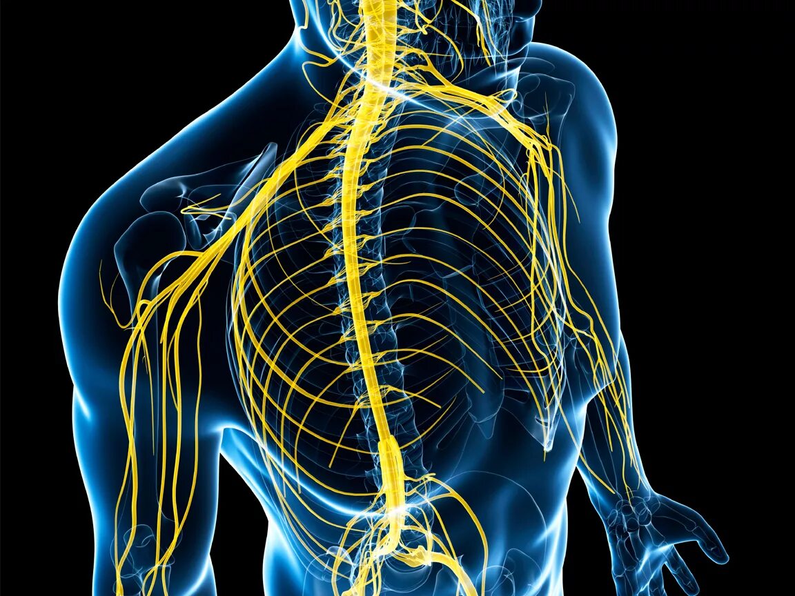 Периферические нервы симптомы. Нервная система. Нервная система человека. Нервы человека. Нервная система человека фото.