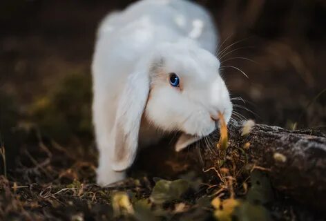 Rabbit original