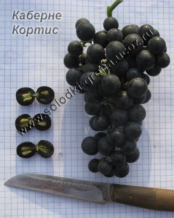 Описание винограда каберне кортис. Каберне кортис виноград. каберне кортис виноград описание. виноград каберне кортис фото. каберне кортис вино.