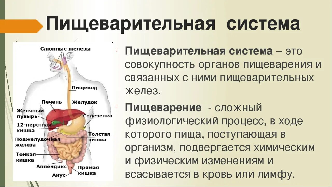 Пищеварительная система органы кратко