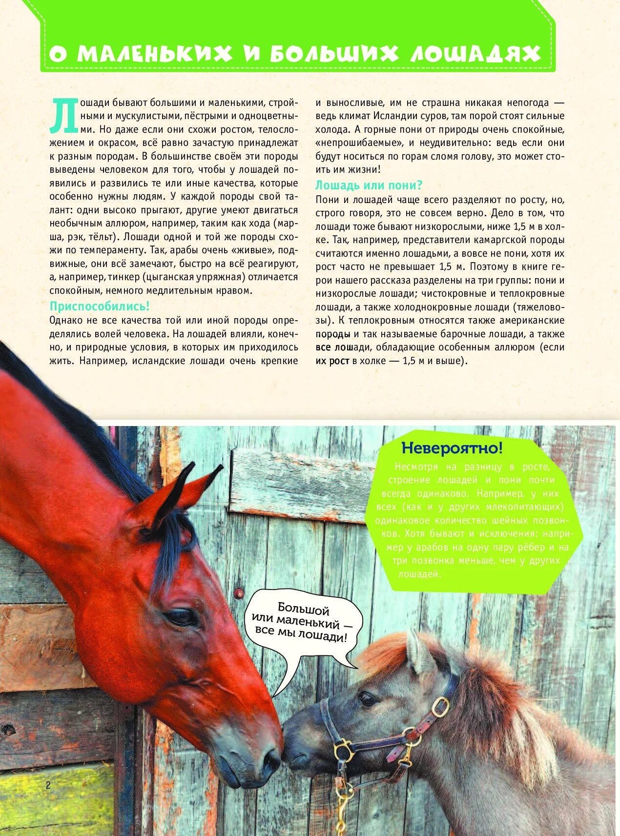 Эссе рассуждение пони тоже лошадь. Эссе рассуждение пони тоже лошадь 5 класс. Эссе рассуждение пони тоже лошадь 5 класс. Лошади. Эссе рассуждение пони тоже лошадь 5 класс.