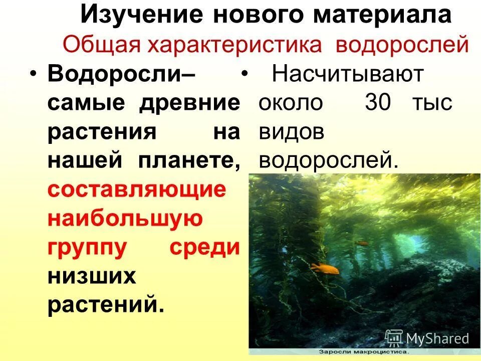 Критерии водорослей. Общая характеристика водорослей. Основная характеристика водорослей. Отдел водоросли общая характеристика. Водоросли характеристи.