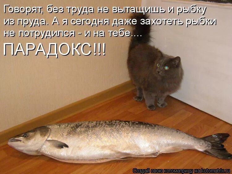 Ничего не ловит. Коты рыбы. Надписи. Рыба прикол. Смешная надпись про рыбу. Кот с рыбой.