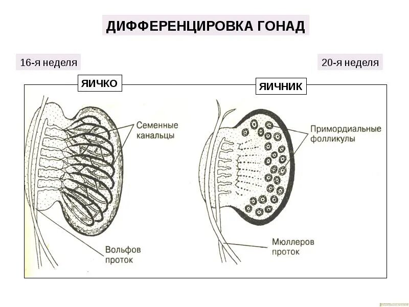 Эмбриогенез мужской половой системы гистология. Строение гонад. Строение яичка и яичника. Дифференцировка гонад.