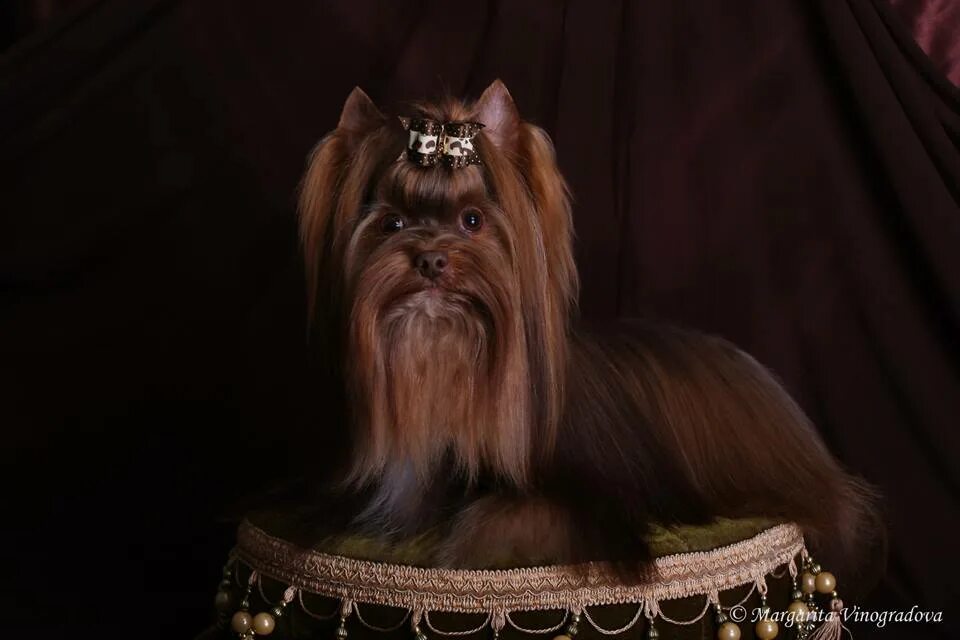 Шоколадный йоркширский терьер. Бивер йорк шоколадный. Шоколадный йоркширский терьер стандарт. Шоколадный йоркширский терьер. Шоколадный йоркширский терьер.