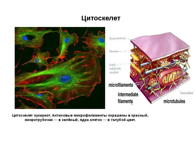 Цитоскелет актиновые микрофиламенты. Таблица эукариотическая клетка цитоскелет. Цитоскелет клетки эукариот. Микроьрубочки актин микрофиламенты. Цитоскелет клетки какой органоид