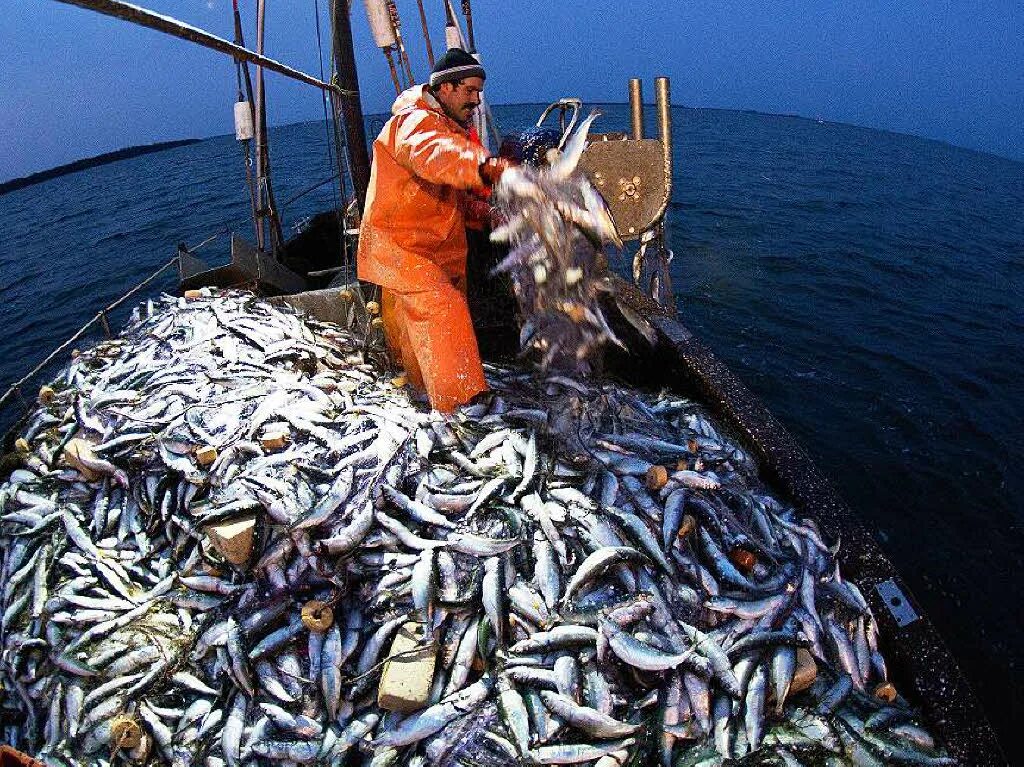 Где добыть рыбу. Рыбная промышленность Камчатки. Рыбопромышленный комплекс Сахалин. Промышленный лов рыбы Камчатка. Рыболовный промысел на Балтийском море.