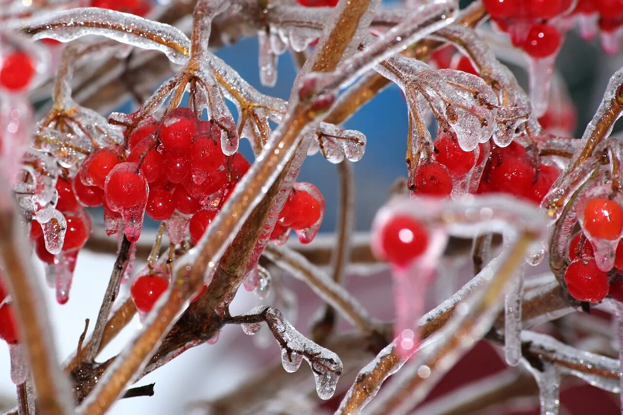 Ягоды зимой. Снежная ягода. Ягоды в снегу. Зимние плоды. Фруктовая зима