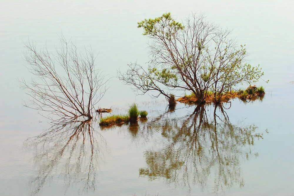 Мангровые леса хара. Кустик водный в воде. Куст ракиты. Плакучая ива у реки. Ветла дерево в эстонии.