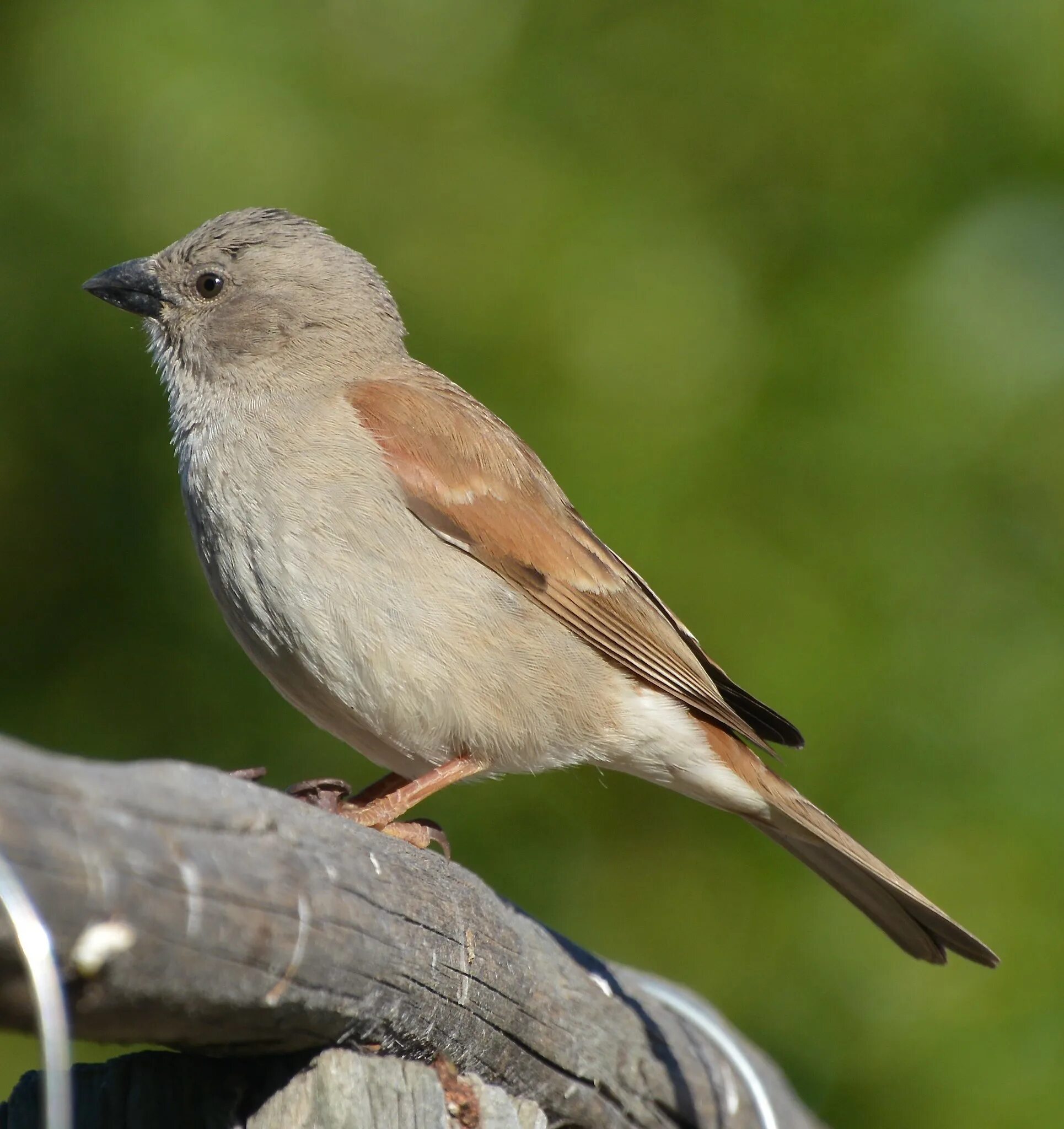 Где обитает сереголовый. Сереноголововый серена. Сиреноголовый тревор хендерсон. Сероголовый сероголовый. Сереноголововый серена.