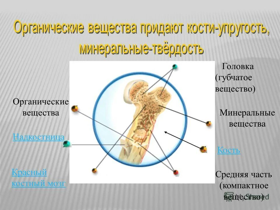 что придает костям прочность и твердость. гибкость и упругость придают костям твердость придают костям. минеральные вещества придают кости упругость. минеральные вещества придают кости упругость. неорганические соединение состав костей.